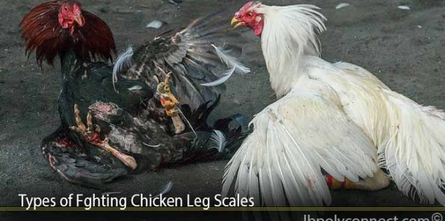 Types of Fghting Chicken Leg Scales